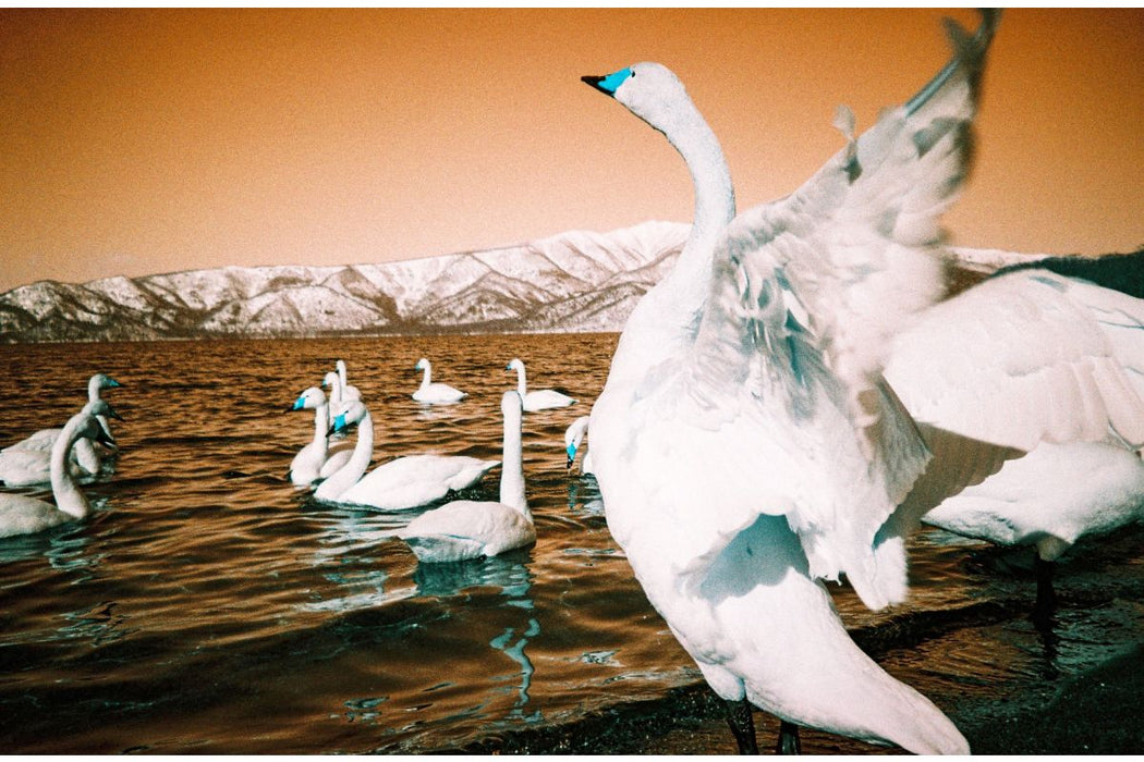 Lomography Analogue Trio Mixed Film Pack