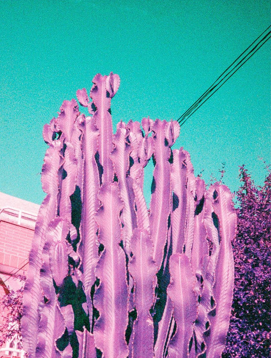 Lomochrome Purple 110 Film