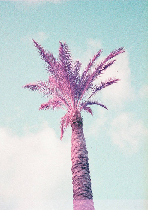 Lomochrome Purple 110 Film