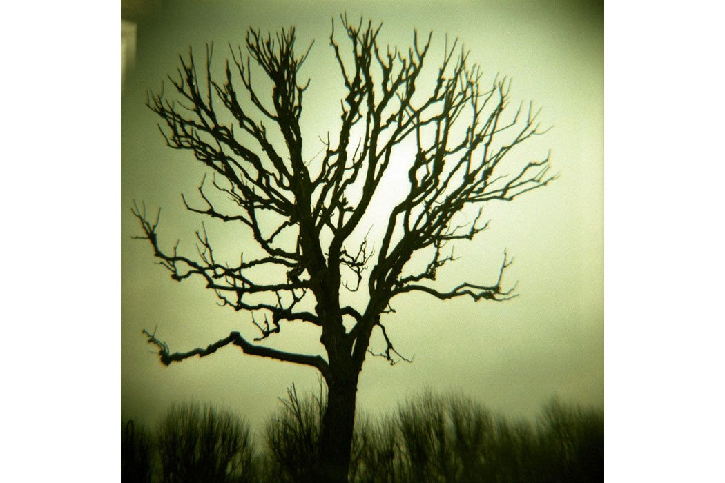 Diana F+ Camera & Flash