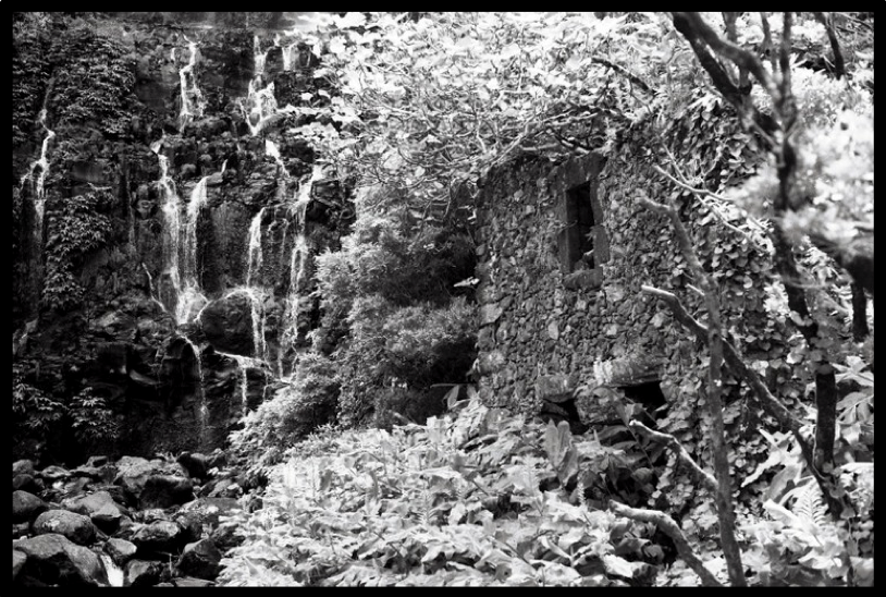 Film Washi - Z - 400 ISO - 35mm - 24 Exp