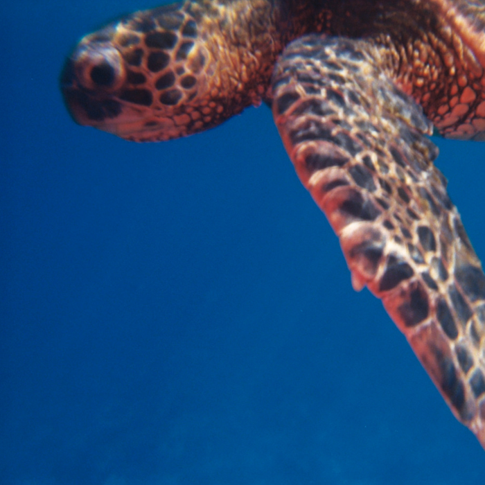 Analogue Aqua - Simple Use Reloadable Camera & Underwater Case - Color Negative 400