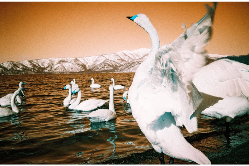 Lomography Analogue Trio Mixed Film Pack