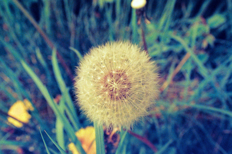 KONO! Delight Art II 400 — 35mm Color Film - ISO 400 - 36 Exp